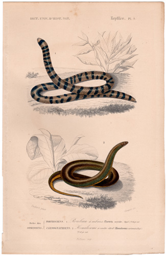Coral Cyclinder Snake Narrow-bellied Homosolome